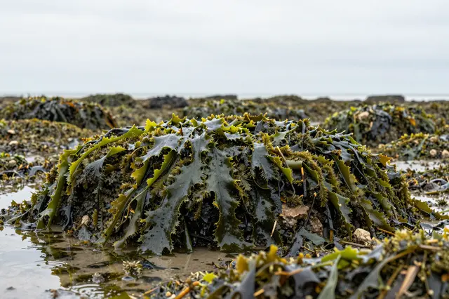 Dense glossy seaweed drapes over exposed intertidal rocks under an overcast pale sky at low tide.