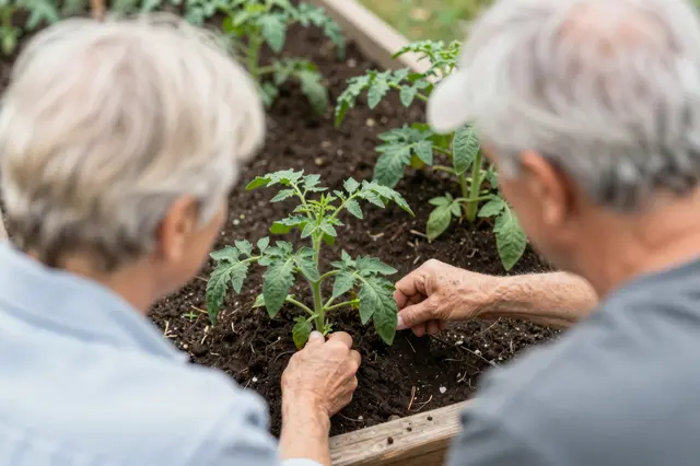 Back view of an older couple tending tomato seedlings in a wooden raised garden bed