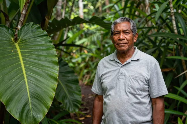 Elderly Pacific Islander man stands on a jungle trail framed by giant tropical foliage and dappled green light.