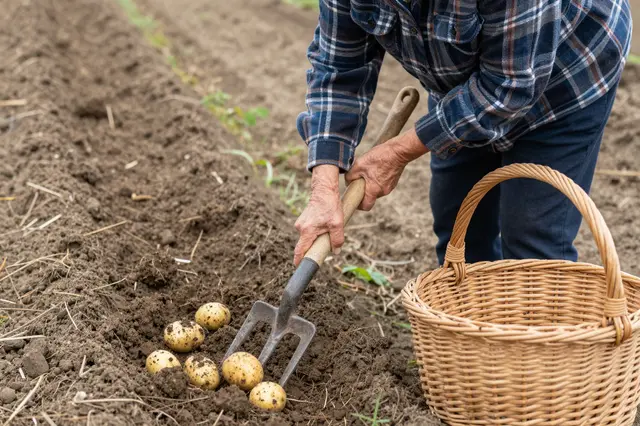 Older gardener uses a fork to dig fresh potatoes next to a wicker basket in a garden row.
