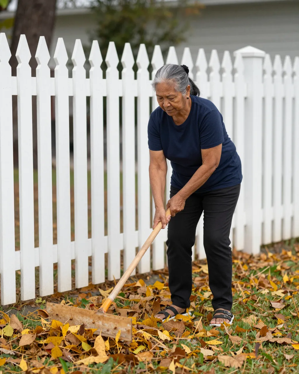 An older Pacific Islander woman rakes fallen autumn leaves next to a white picket fence on a cool day