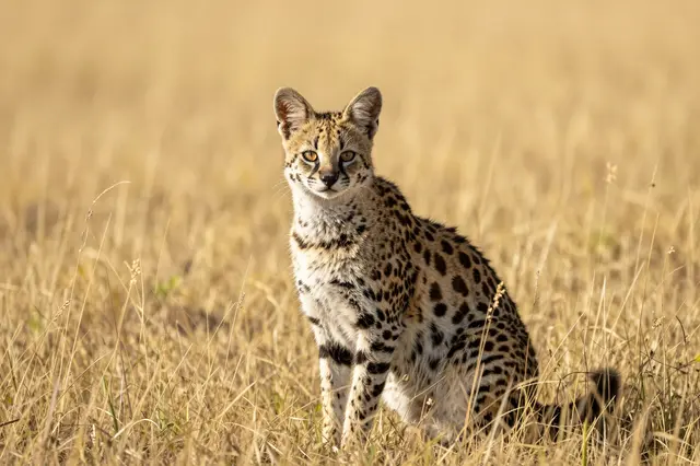 A spotted serval sits alert and facing the camera in tall dry golden savanna grass