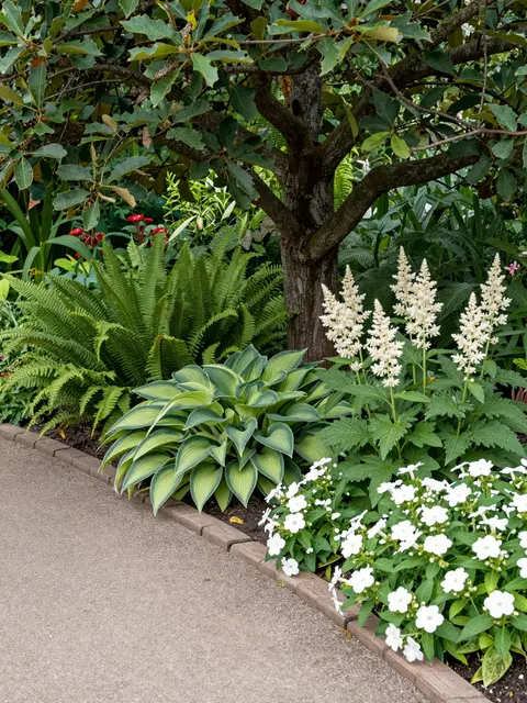 Curved garden path bordered by hostas, ferns, astilbe and white impatiens beneath a large tree trunk