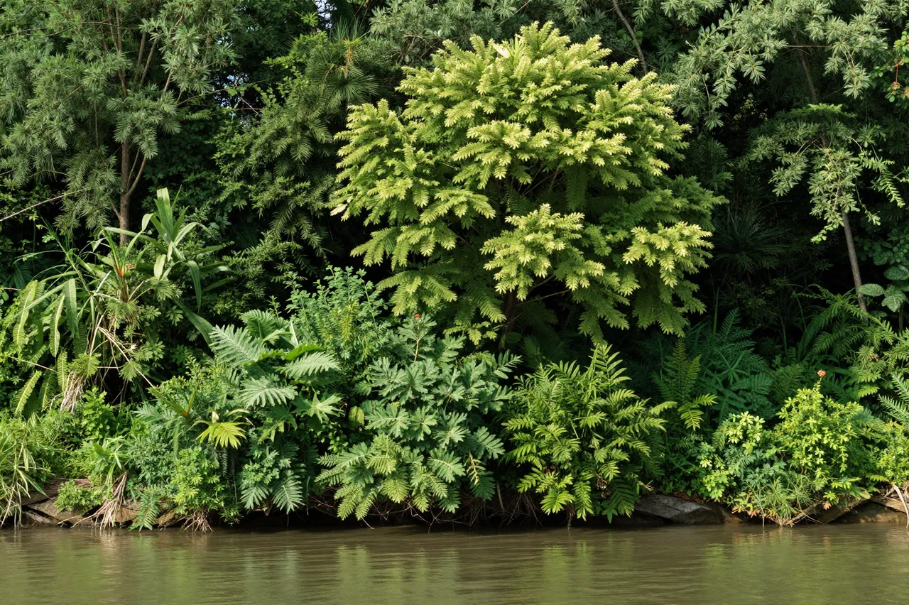 Dense lush green summer foliage grows along the calm edge of a shaded river.
