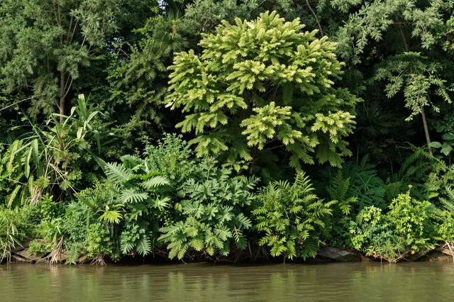Dense lush green summer foliage grows along the calm edge of a shaded river.