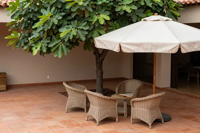 A terracotta tiled patio shaded by a fig tree with wicker seating and a linen patio umbrella