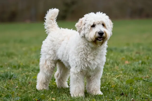 A fluffy cream and white shaggy dog stands facing the camera on a green grass lawn