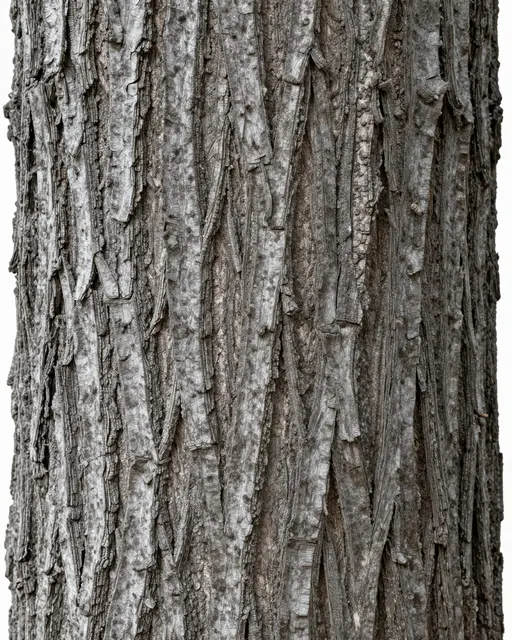 Full frame close-up of rough shaggy gray hickory tree bark in long loose peeling strips.