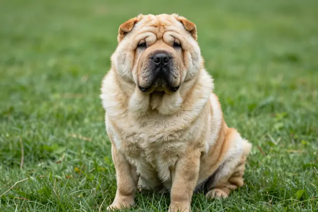 A wrinkled fawn shar pei sits upright facing the camera on a lush green grass lawn
