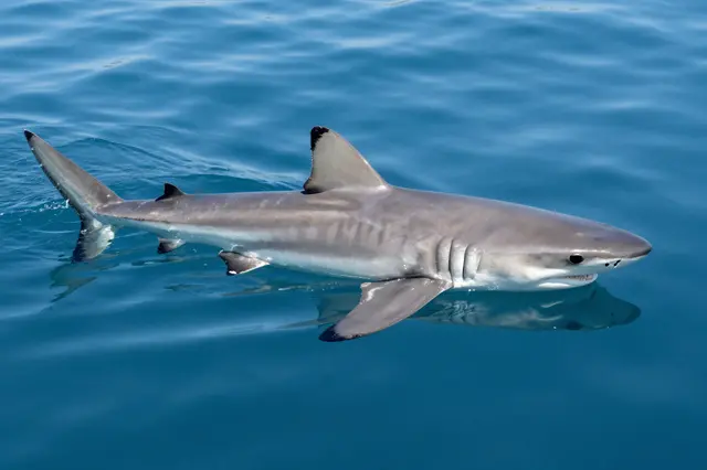 A gray shark with black-tipped fins swims at the surface of calm clear blue ocean water.