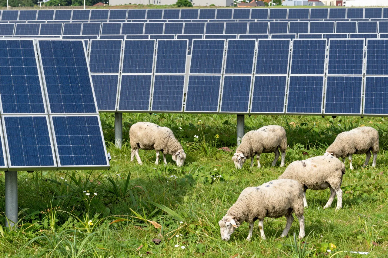 Several sheep graze on lush green grass between rows of mounted solar panels in a sunny field.