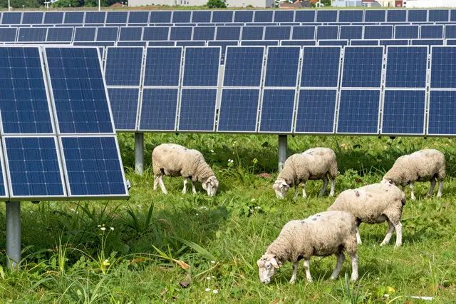 Several sheep graze on lush green grass between rows of mounted solar panels in a sunny field.