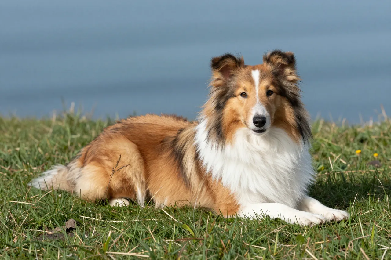 A sable and white Shetland Sheepdog lies resting on a grassy coastal clifftop overlooking the calm sea