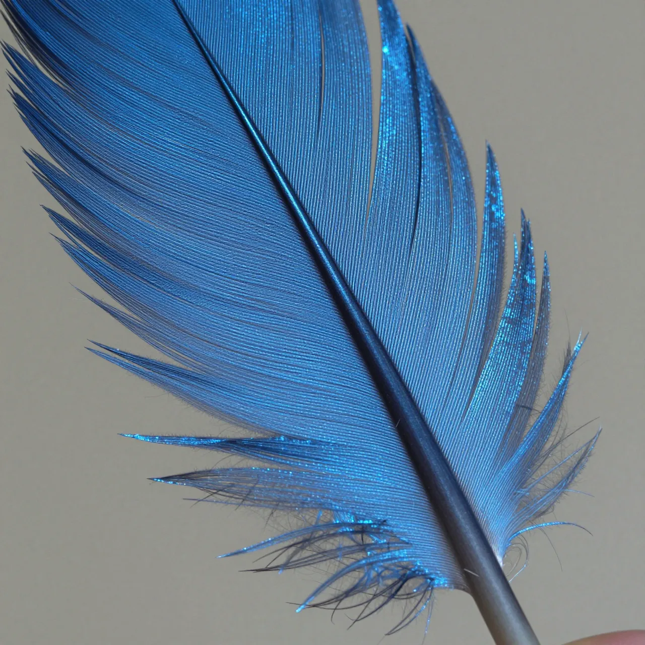 Extreme close-up view of an iridescent shimmering blue feather against a neutral gray background