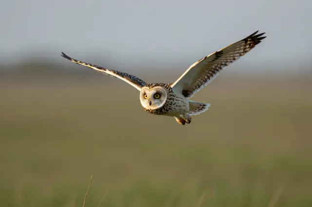 A short-eared owl flies low over a blurred meadow at dusk with wings fully spread