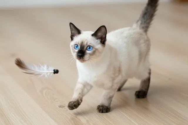 A pale cream Siamese kitten with bright blue eyes approaches a feather cat toy on a light wooden floor.