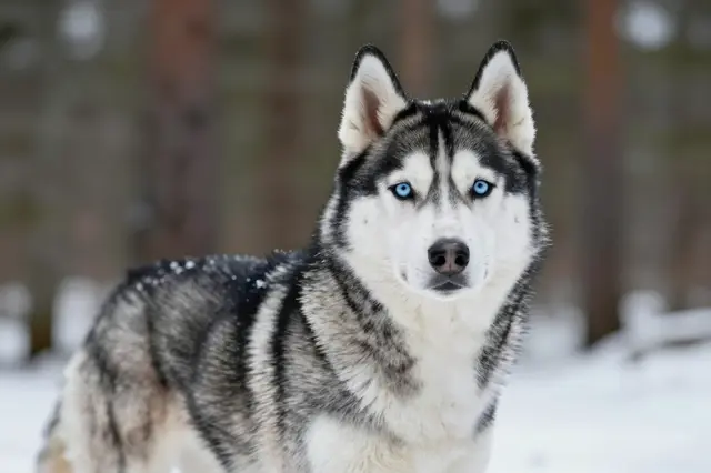 A Siberian husky with bright blue eyes stands in a snowy winter forest facing the camera.