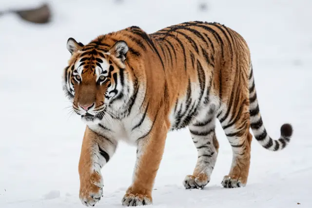 A large siberian tiger walks slowly across bright white snow toward the viewer