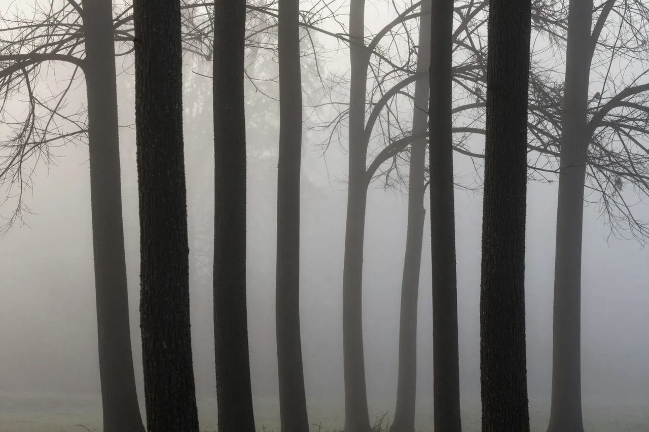 Dark silhouetted bare tree trunks stand in thick, hazy gray fog across a quiet woodland