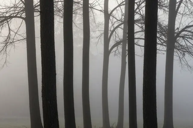 Dark silhouetted bare tree trunks stand in thick, hazy gray fog across a quiet woodland