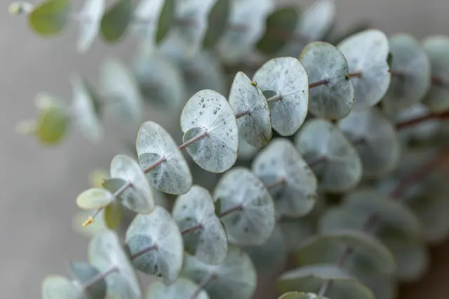 Close-up of silvery blue-green round eucalyptus leaves attached to thin branching stems against a soft neutral background.