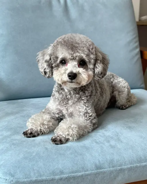 A groomed silver miniature poodle lies relaxed on a soft pale blue velvet chair cushion facing the camera.