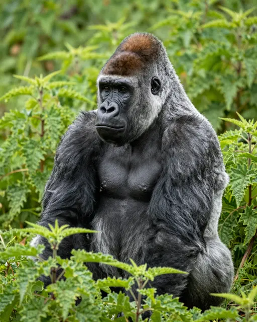 A silverback gorilla sits among tall green nettles, looking off to the side.