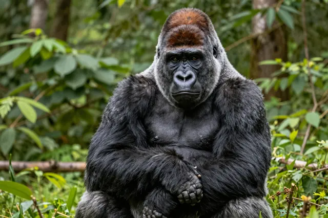 A mature silverback gorilla sits upright with crossed arms in dense green forest undergrowth