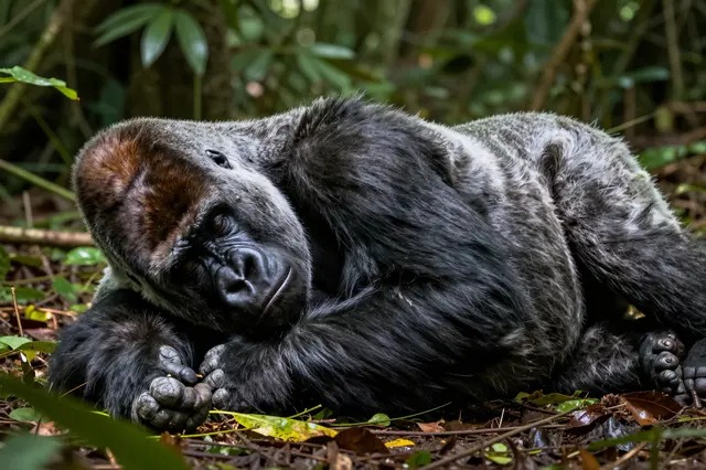 A relaxed silverback gorilla lies on its side resting on the sun-dappled rainforest floor