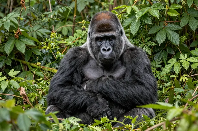 A silverback mountain gorilla sits with crossed arms surrounded by dense green jungle foliage