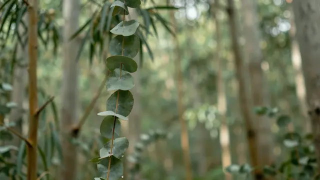 Sharp eucalyptus branch in foreground with soft blurred eucalyptus grove background in muted light