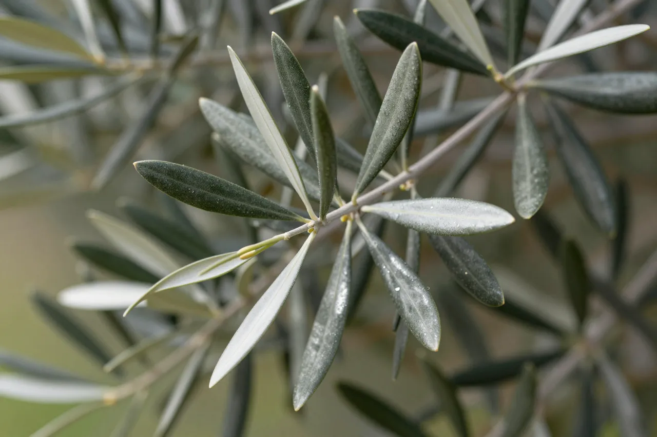 Close-up of silvery olive leaves glistening with tiny water droplets on a thin branch