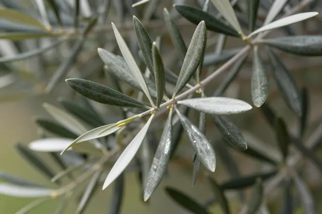 Close-up of silvery olive leaves glistening with tiny water droplets on a thin branch