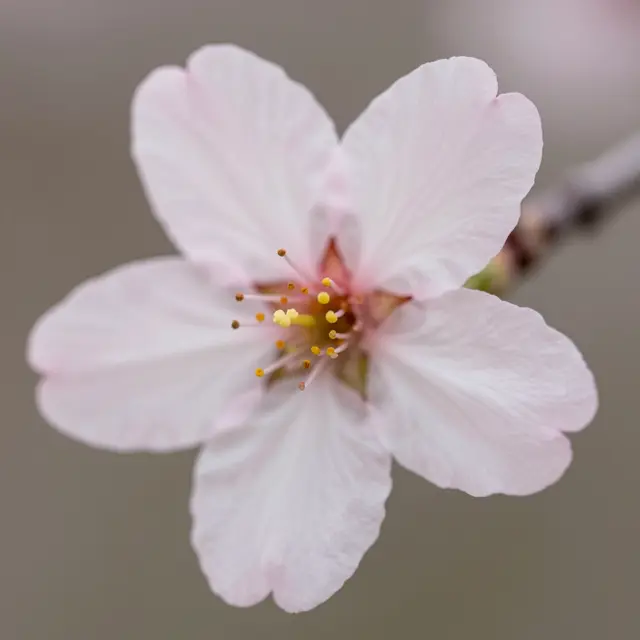 Extreme close-up macro of a single pale pink cherry blossom with visible yellow-tipped stamens