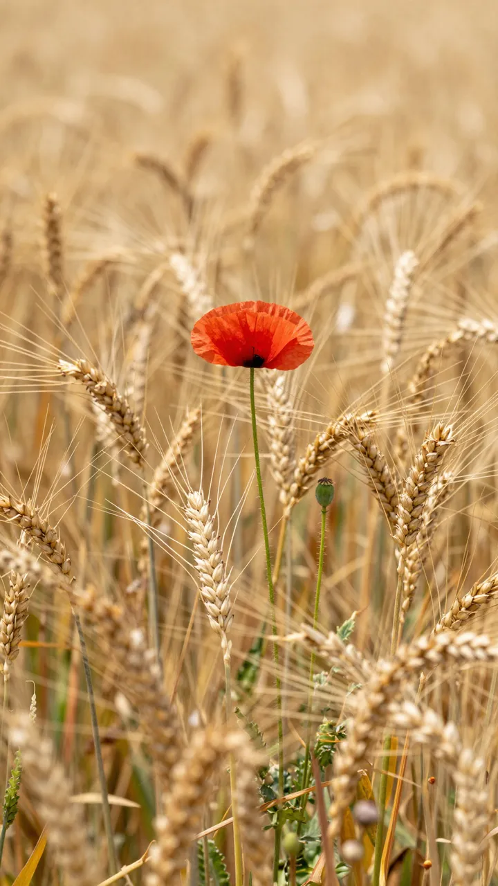 A bright red poppy stands in sharp focus among ripe golden wheat stalks.
