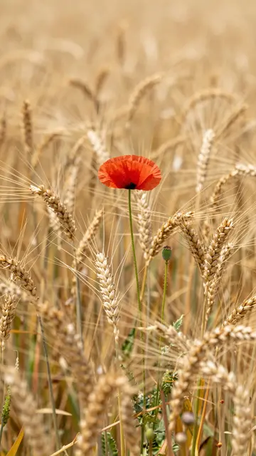 A bright red poppy stands in sharp focus among ripe golden wheat stalks.