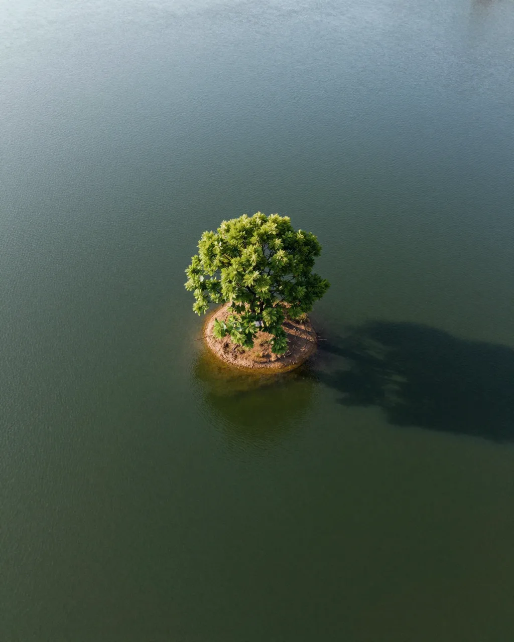 Aerial view of a small round island holding one lush green tree in calm still lake water