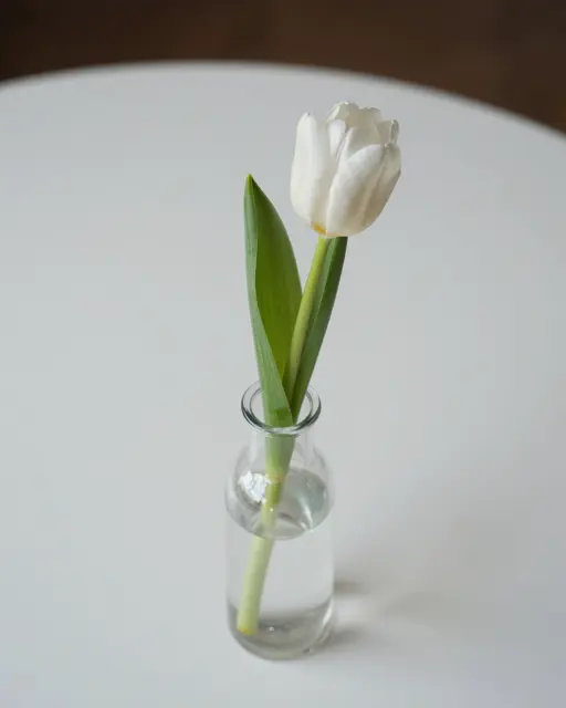 A single white tulip in a small glass bud vase sits on a plain white round table.