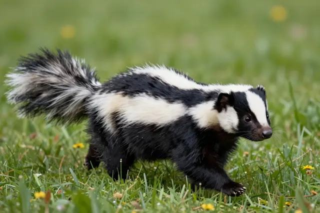 A striped black and white skunk walks slowly across a green grassy meadow dotted with small yellow wildflowers.