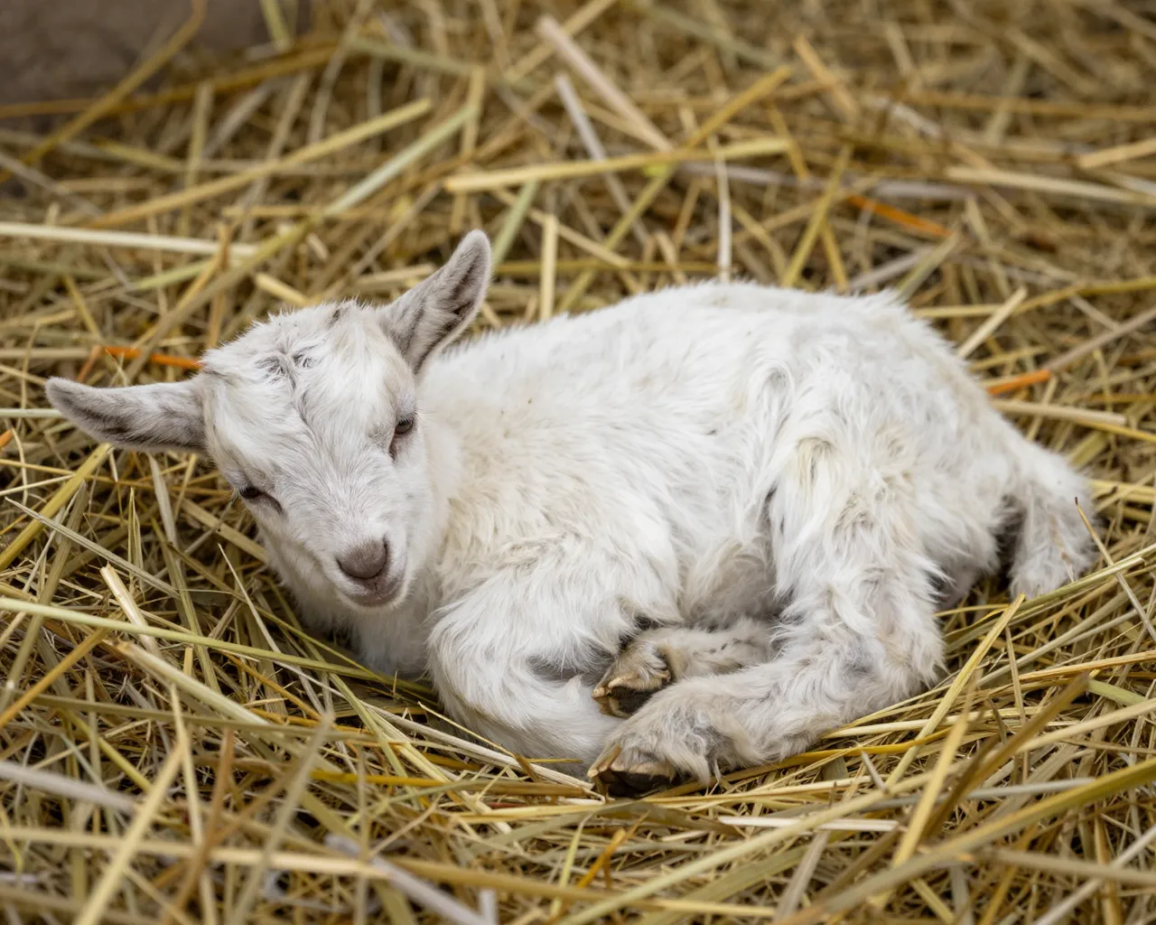 A fluffy white baby goat rests curled up on a bed of golden straw