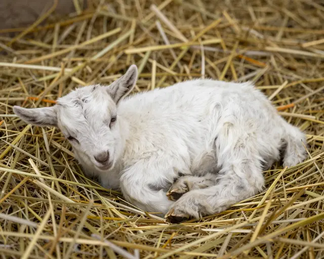 A fluffy white baby goat rests curled up on a bed of golden straw