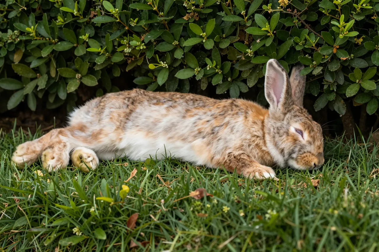 A domestic rabbit lies stretched out asleep on grass in the shade of a leafy garden hedge.