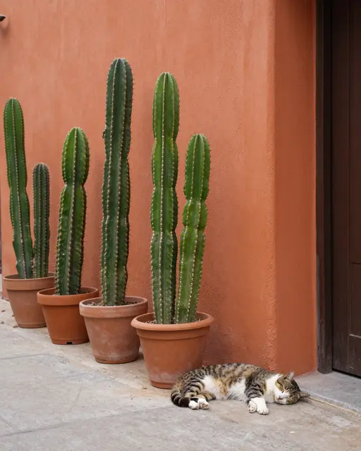 A tabby and white cat sleeps on a concrete doorstep next to potted columnar cacti against an ochre plaster wall.