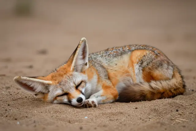 A fennec fox curled asleep on warm sunlit desert sand