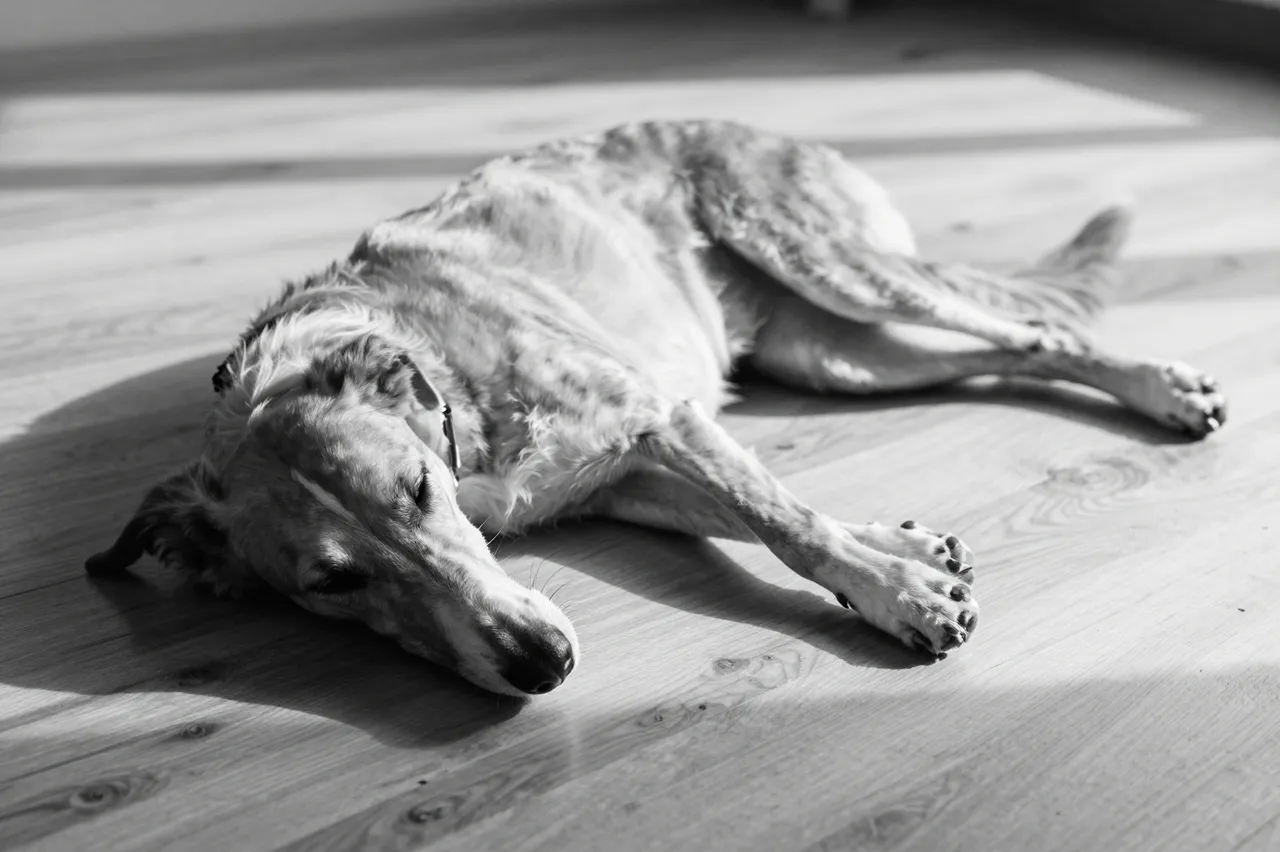 Black and white photo of a greyhound stretched out asleep on a sunlit wooden floor