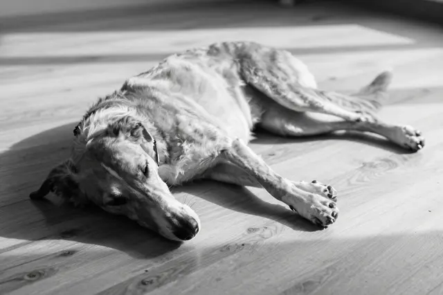 Black and white photo of a greyhound stretched out asleep on a sunlit wooden floor