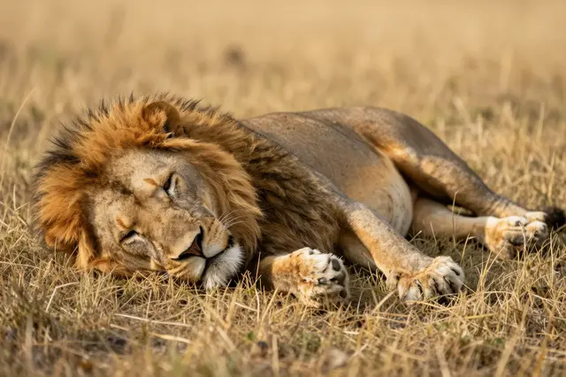 Adult male lion sleeps on his side stretched out in sunlit golden savanna grass