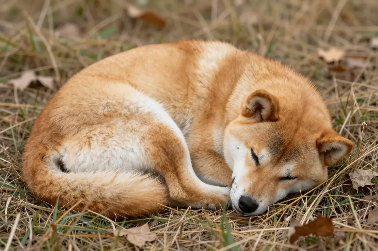 A cream and tan Shiba Inu curled up asleep on dry autumn grass with fallen leaves
