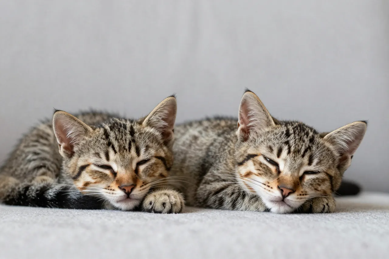 Two young tabby kittens rest side by side, half-asleep on a light gray fabric sofa.
