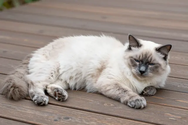 A relaxed sleepy blue point Ragdoll cat lies stretched out on a wooden garden deck